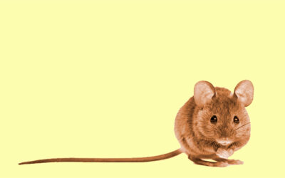 14. O rato