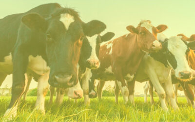 3 . As vacas de Lori